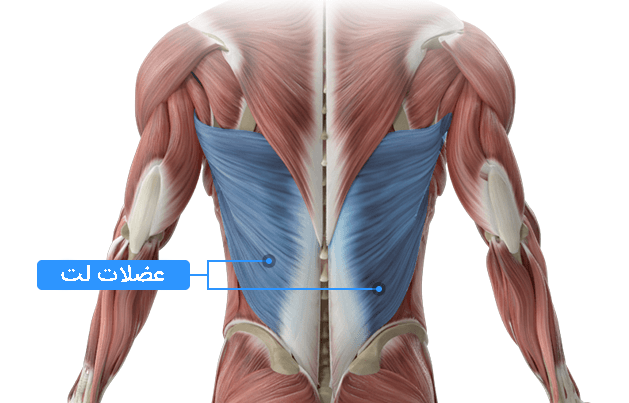 عضلات لت کجاست؟ عضلات لت یا زیر بغل