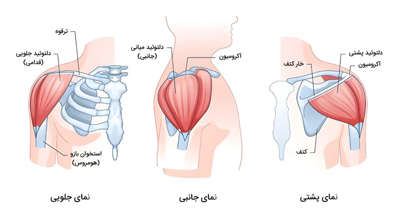 آناتومی عضلات سرشانه