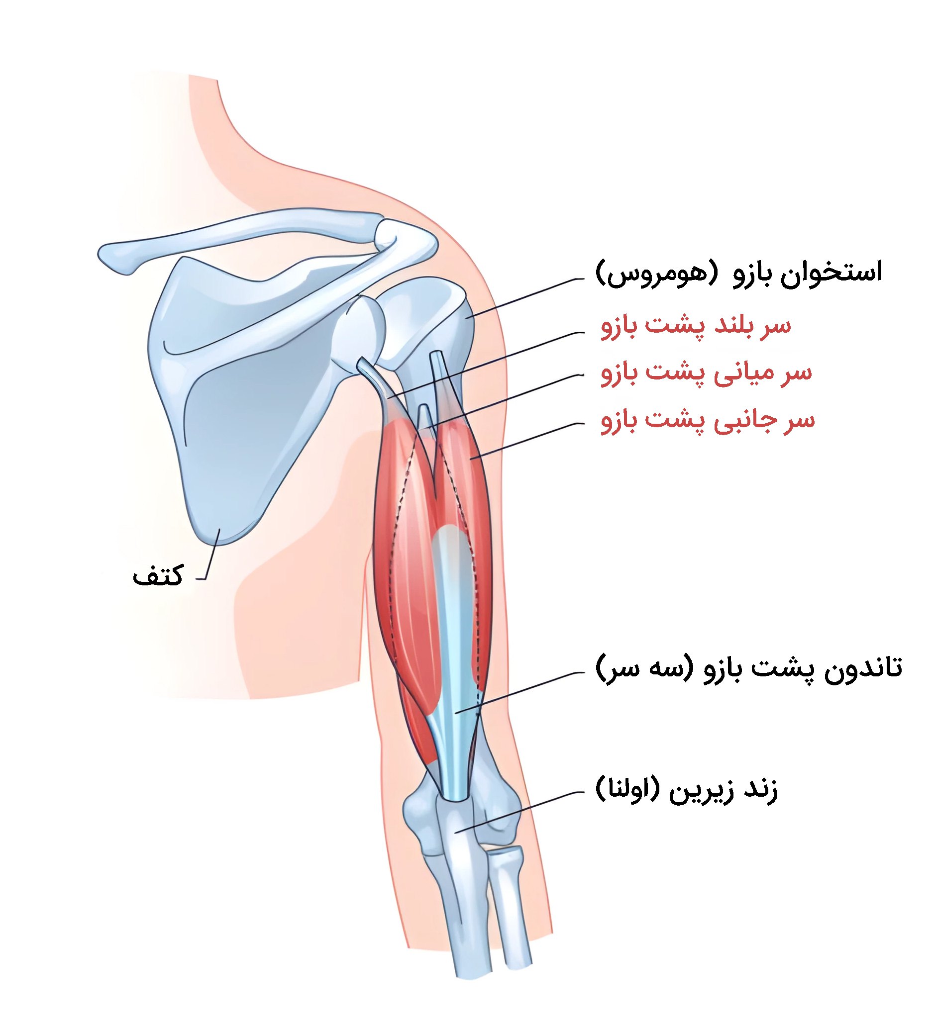 آناتومی عضلات پشت بازو