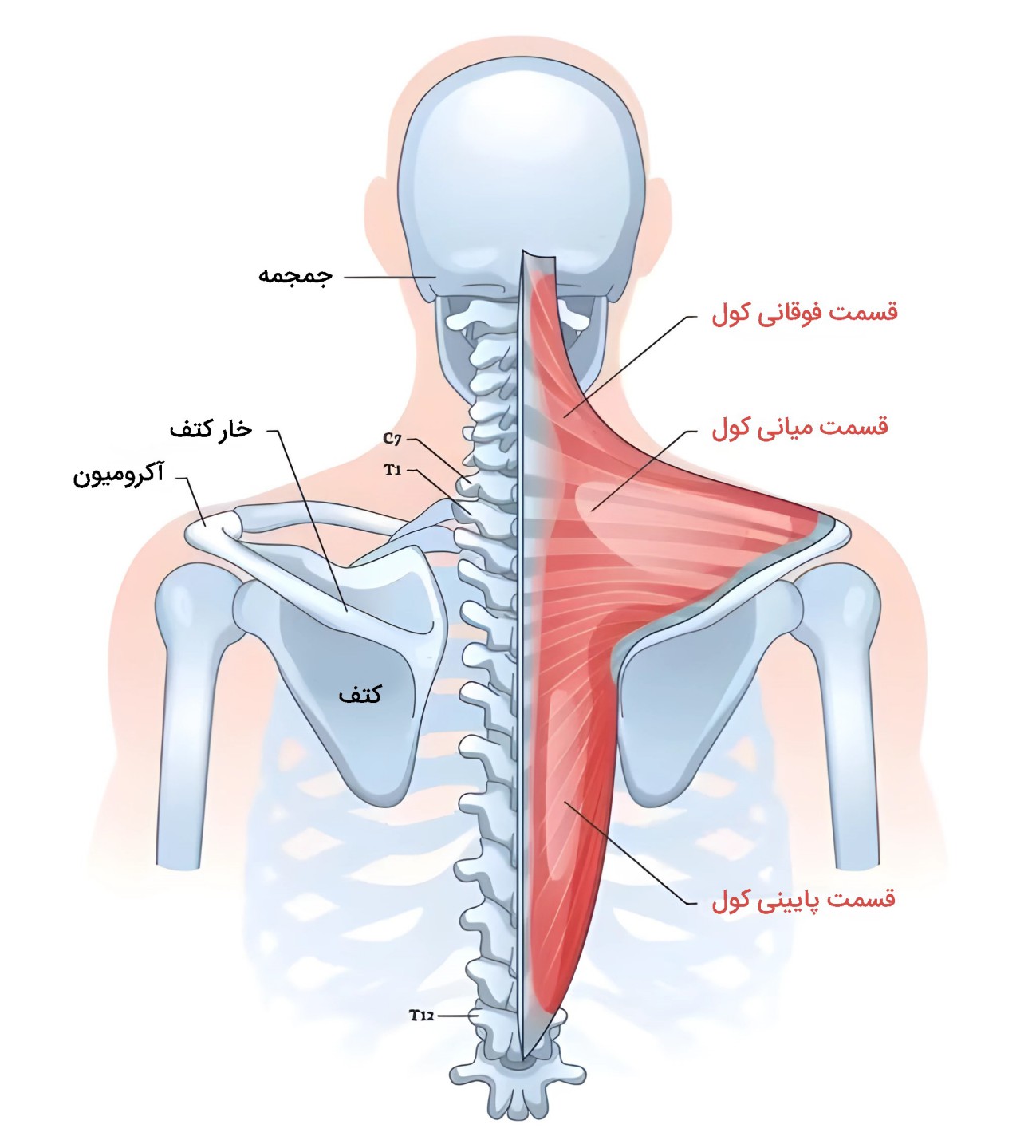 آناتومی عضله کول