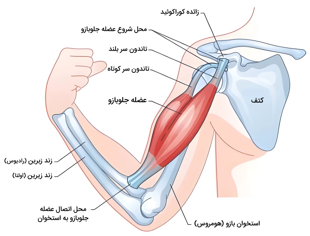 آناتومی عضله جلو بازو 